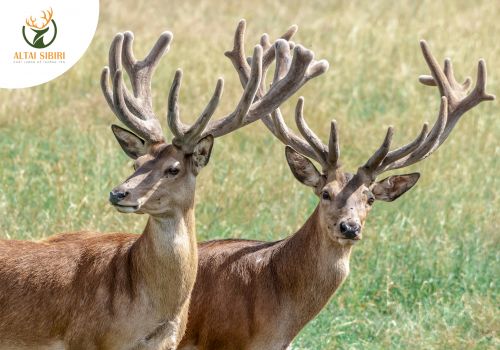 Nhận biết nhung Hươu và nhung Nai- Tưởng khó mà dễ