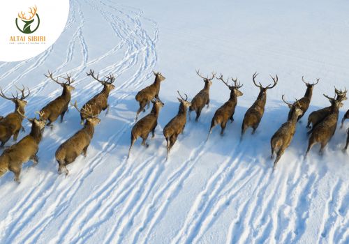 Altai Sibiri- Thương hiệu dẫn đầu tại Việt Nam 
