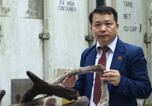 NGUYÊN LIỆU NHUNG HƯƠU TƯƠI ALTAI SIBIRI