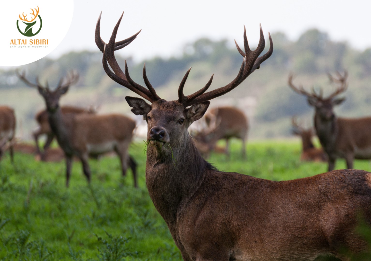 sừng gạc hươu maral