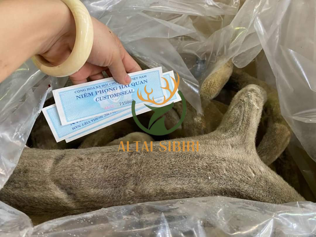 nhung hươu nga (1)