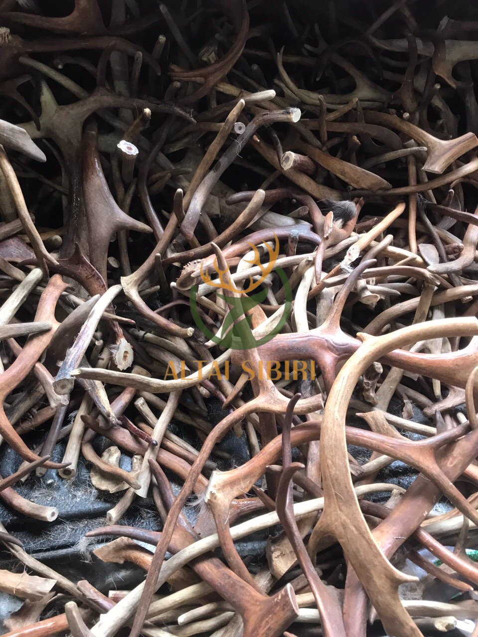 sừng tuần lộc 1 (1)