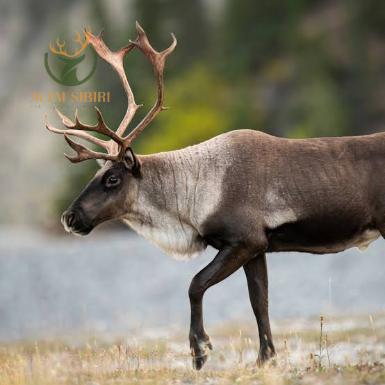 sừng tuần lộc.jfif