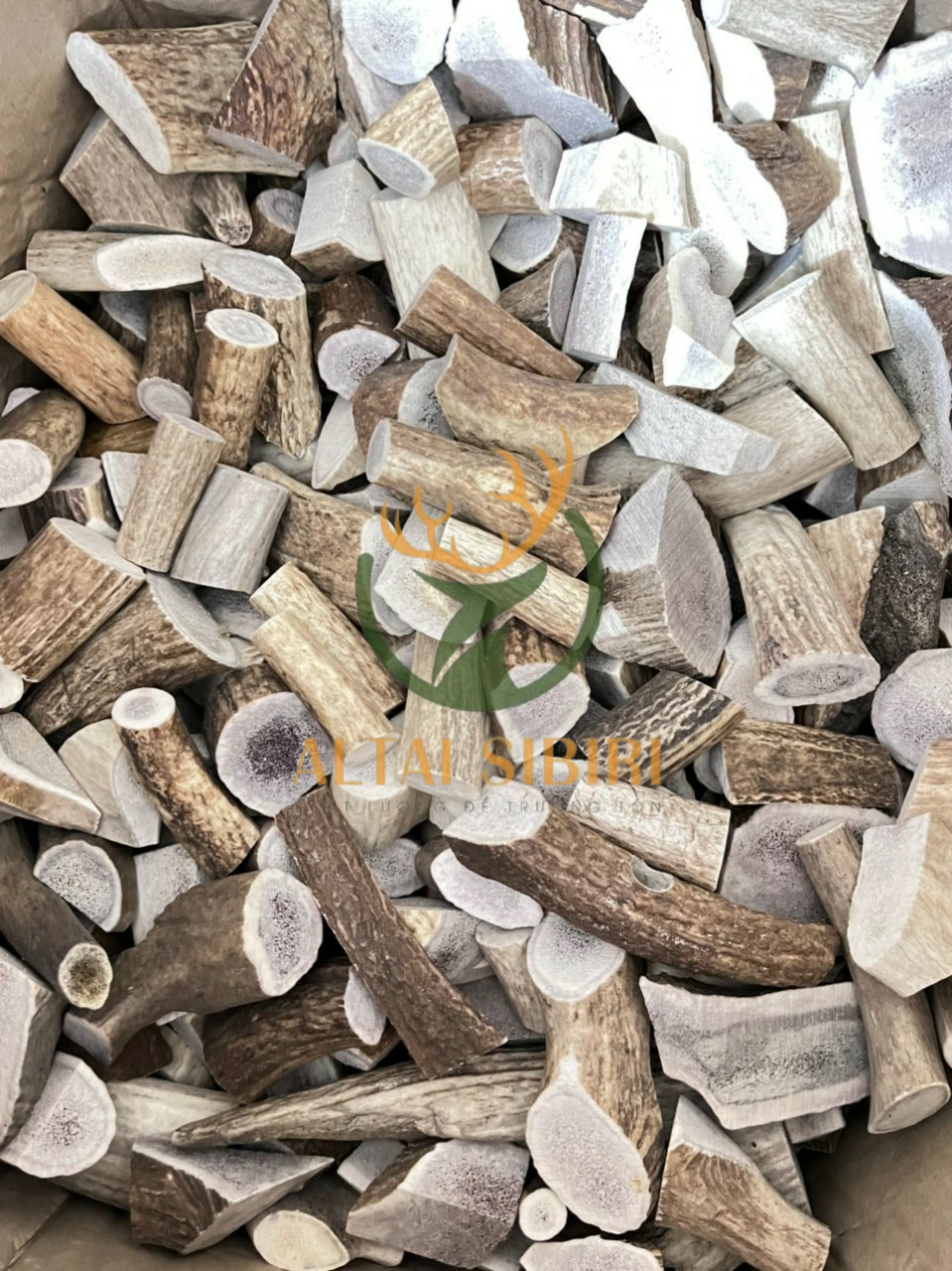 sừng hươu cắt khúc (1)_2